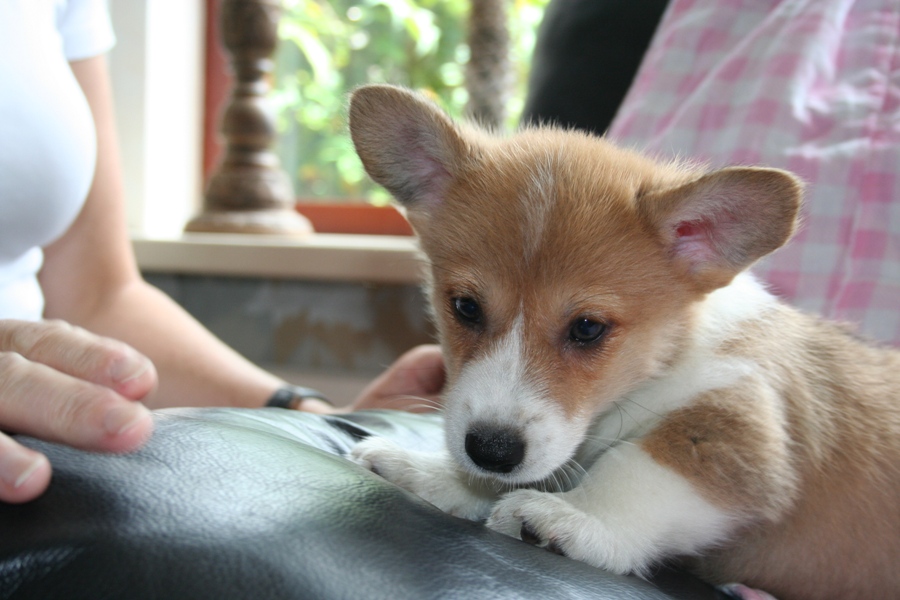 Puppies